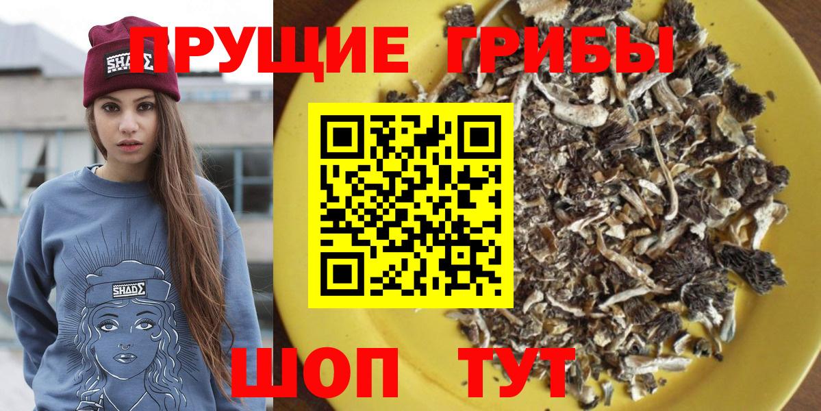 Кунгур  Псилоцибиновые грибы Psilocybe  Вход с VPN 
